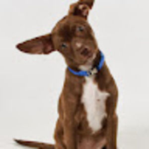 Meet your Posher, Kelley